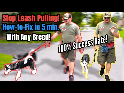 STOP Leash Pulling with ANY BREED Right NOW!  SO EASY!