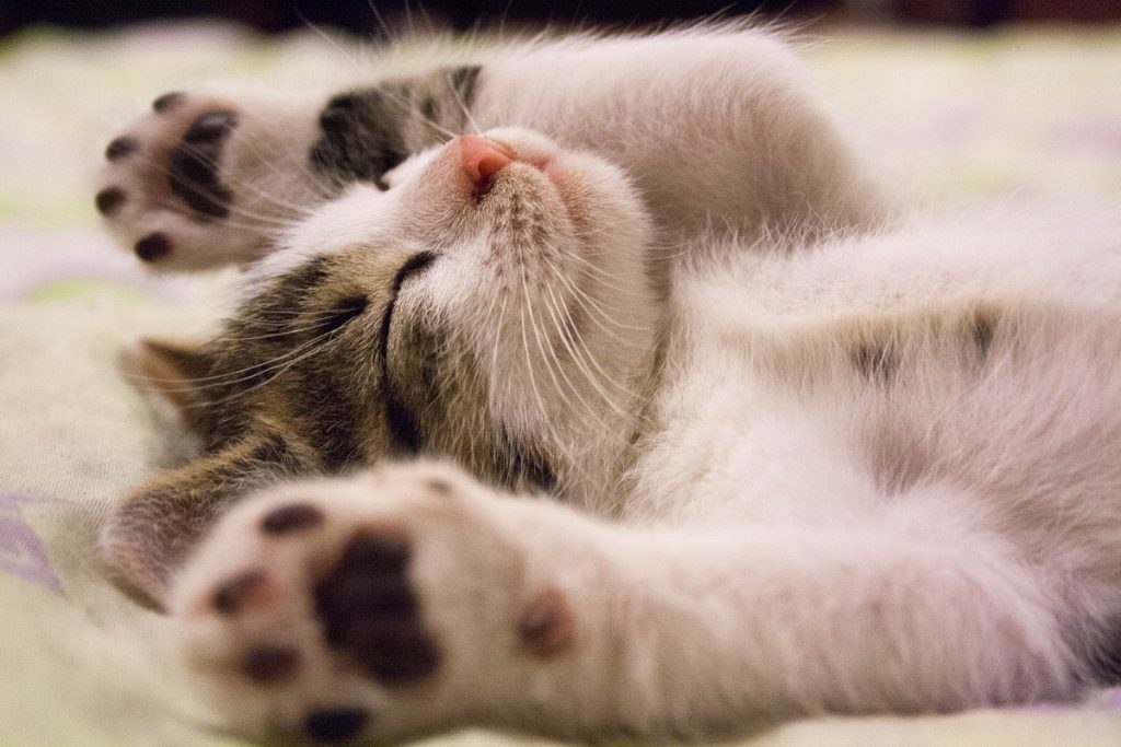 Mysterieuze kattenziekte zaait dood en verderf: ''Al meer dan 300.000 katten omgekomen''
