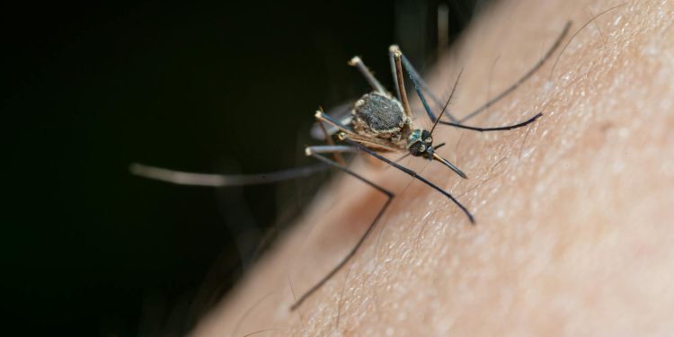 Macro Shot of a Mosquito on Human Skin
