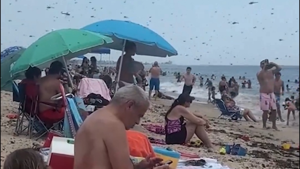 zwerm libellen op strand