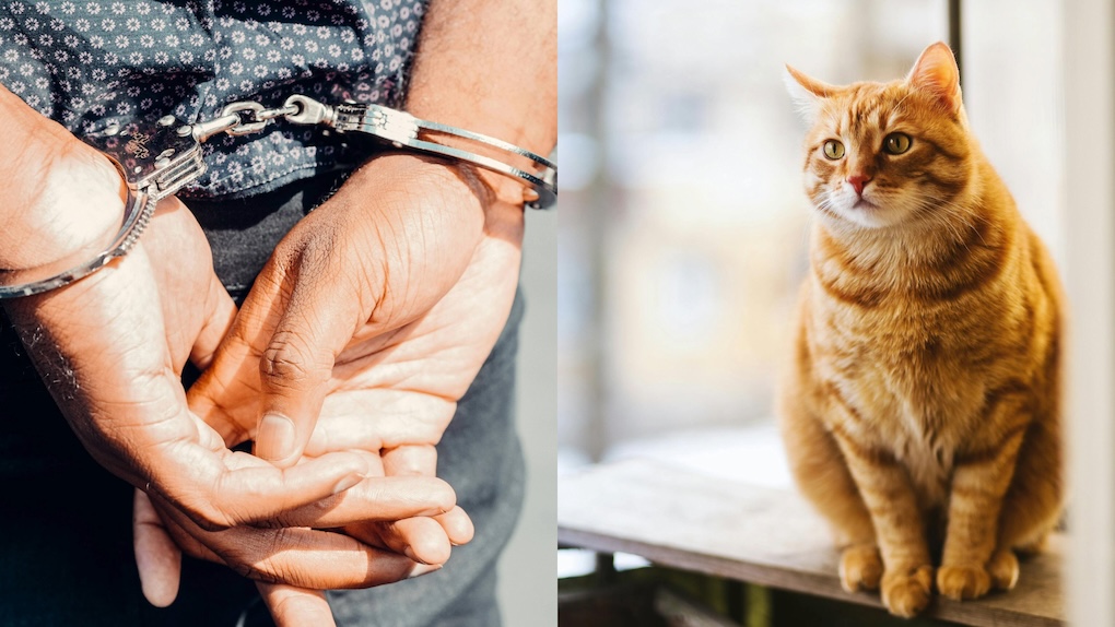 Dierenbeul uit Nederland die kat doodsloeg met koevoet krijgt torenhoge straf te horen