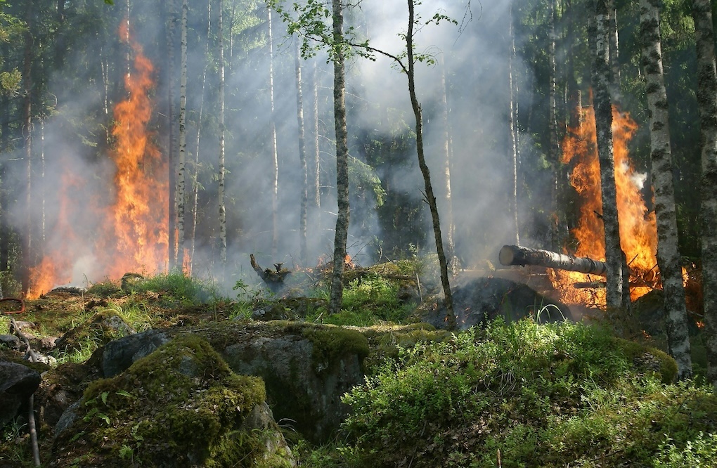 bosbranden in nederland