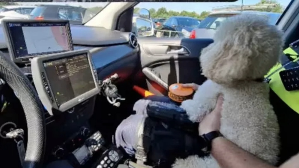 honden bevrijdt uit camper