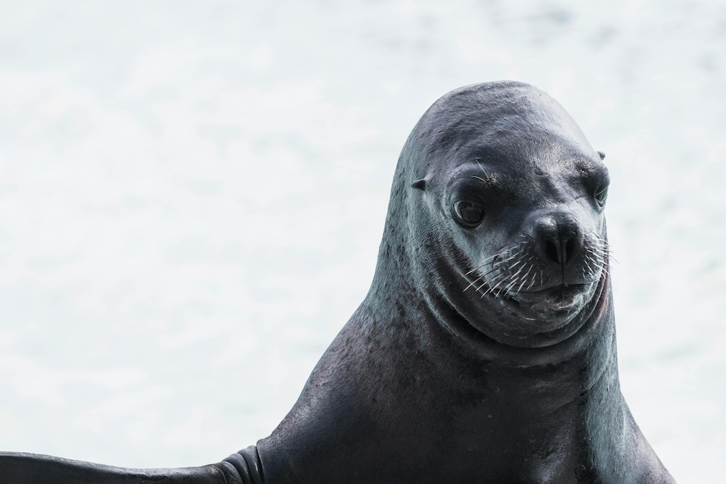 Loslopende honden takelen zeehond op Texel toe