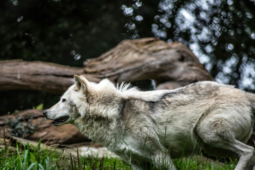 waarschuwing voor agressieve wolven en kinderen