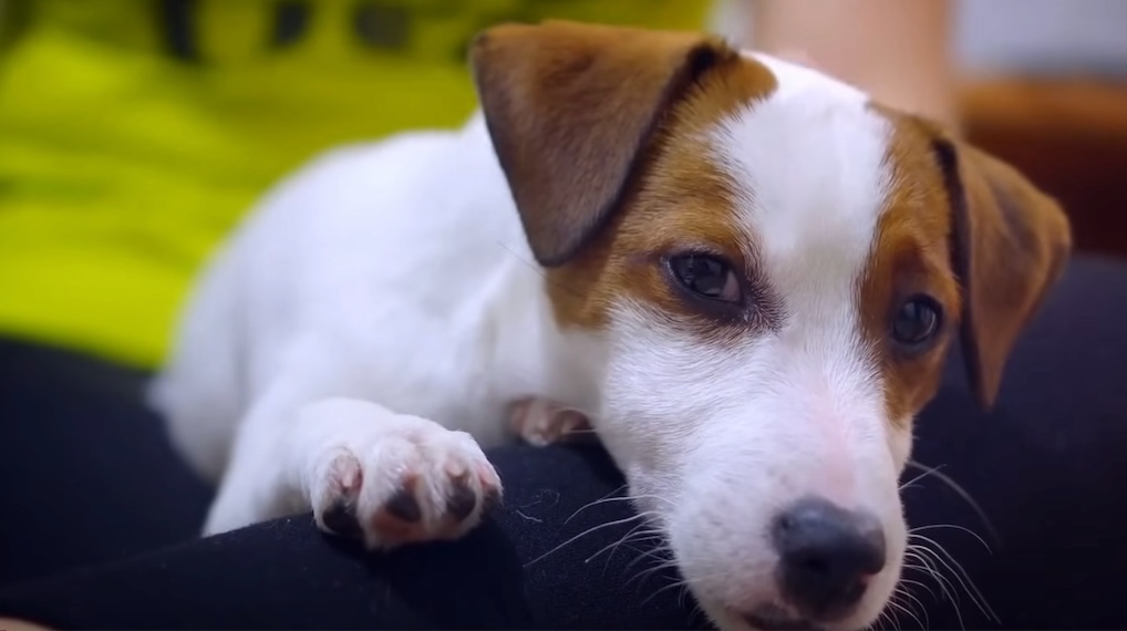 hondje aangevallen in bos