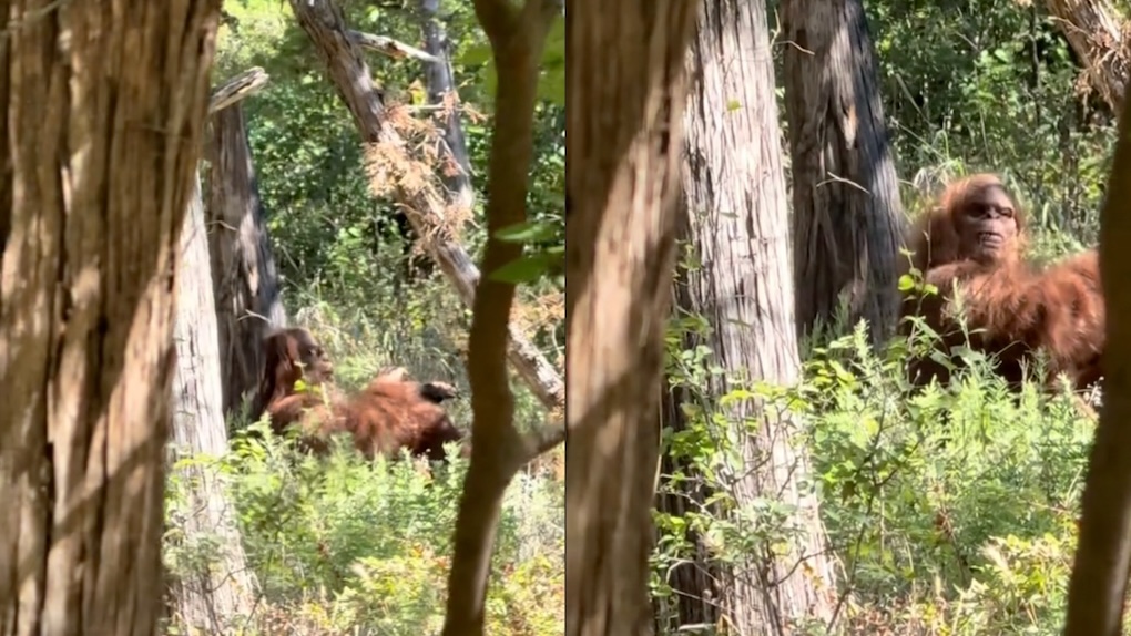 TikToker krijgt de schrik van zijn leven als hij het ‘bewijs van Big Foot vastlegt’.