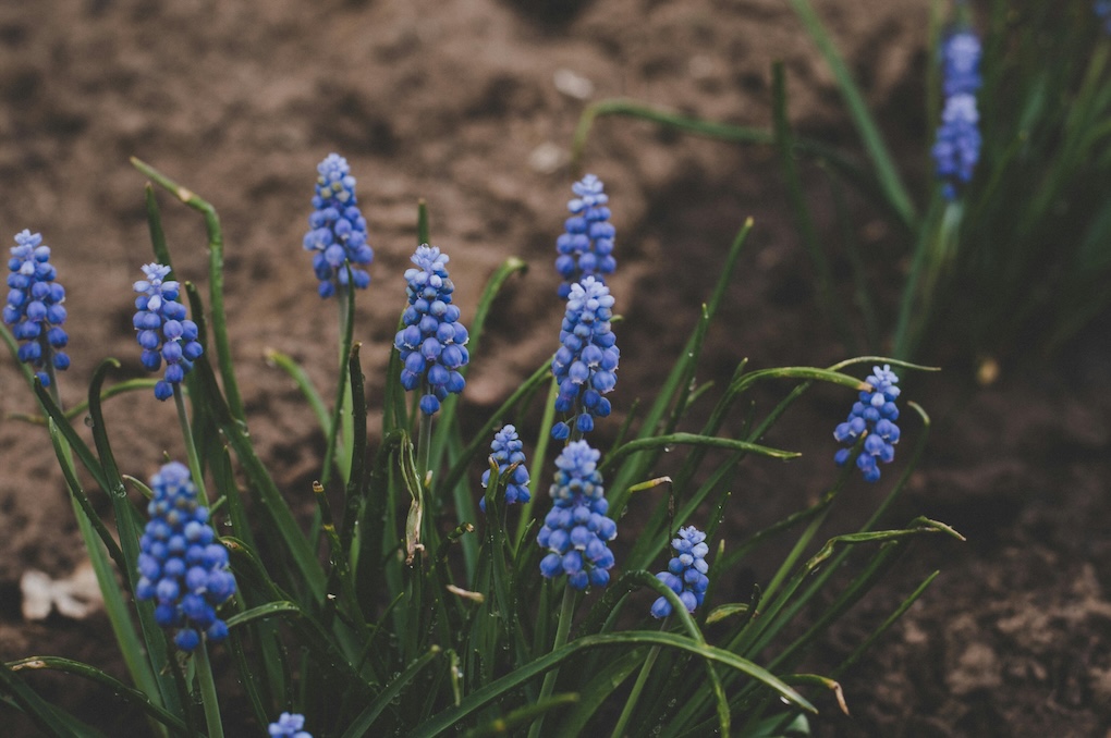 bloemen gevaarlijk voor je huisdier