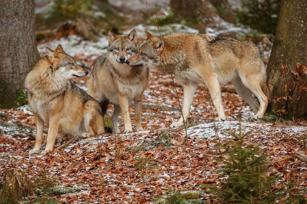 wolf verspreidt zich over nederland