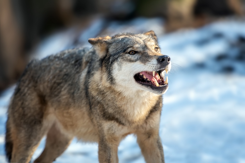 wolf-verspreidt-zich-over-nederland