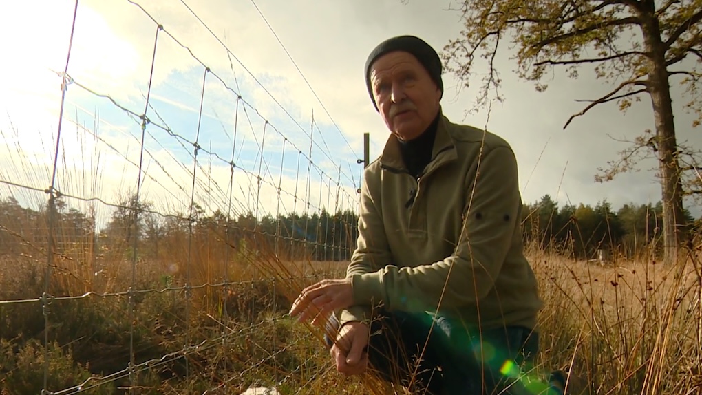 Schaapsherder is er klaar mee en bedenkt geniale truc om wolven te weren