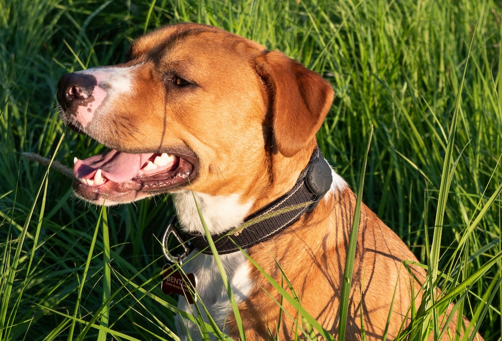 33-jarige man aangehouden nadat zwaar toegetakelde hond in bos wordt gevonden