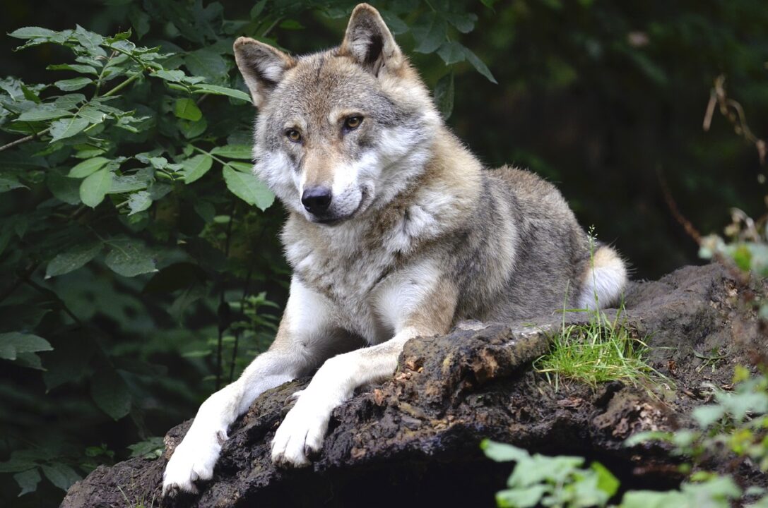 beschermde status van wolven