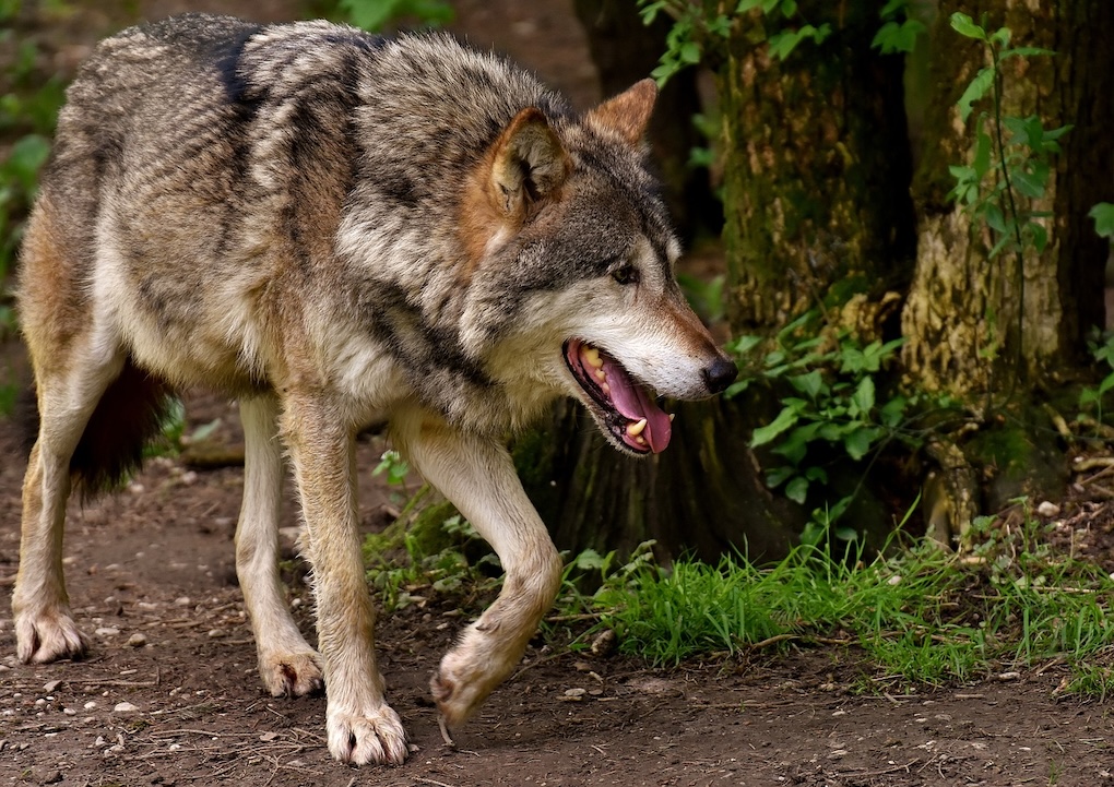 wolvenaanval op man en hond